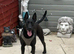 German Shepherd cross Belgian Malinois