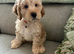 Beautiful cockapoo puppy