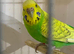 Hen adult budgie