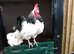 Sussex young cockeral free to good gome