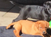 Working labador puppies