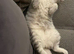 GCCF reg 4 year old neutered BSH girl