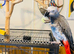 Congo African grey