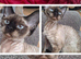 Beautiful Devon Rex Girl – Ready for Her Forever Home