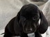 Miniature dachshund
