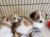 Shih tzu x jorkie pups