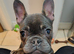 Frenchie