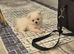 Pomeranian teddy bears xxs