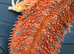 Bearded dragons