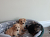 F1 Jackapoo Puppies