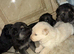 German Shepard puppies