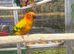 Baby Sun Conure