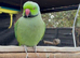 Trio of ringnecks