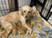 Cockapoo puppies