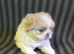 KC Lilac Fawn Parti Pekingese