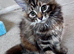 Amiable kittens, ginger tabby&bengal mix boy + Tortie bengal&main coon mix girl