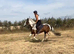 Coloured gelding - all rounder