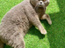 MASSIVE BSH BOY
