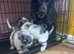 Cockapoo puppies ready now