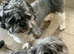 Tiniest Jackapooshih only 1 boy & 1 girl left
