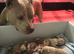 ABKC AMERICAN BULLY POCKET CLASS PUPPIES