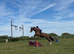 14.2 section D mare