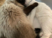 Oakley seal point ragdoll & Tinker