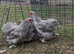 Lavender Pekin Bantam pullet hens for sale