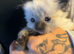 Ragdoll kittens