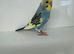 Beautiful baby budgies for sale