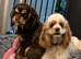 Chocolate & tan  kc reg girl puppy