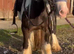 DOLLÁR — BEAUTIFUL MINI COB STALLION FOR SALE RIDE & DRIVE