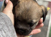 3 KC Registered Border Terrier Dog Pups