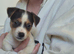 Lovely Jack Russell pups for sale