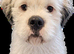 Terrier x westie female