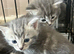 4 blue eyed fluffy kittens