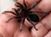 Tarantulas for sale