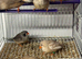 Various zebra finches