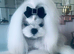 Stud tiny kc reg Korean Maltese