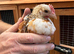 Pekin bantam cockerels