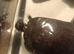 2 turtles