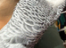 Congo African grey Glasgow