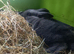 8 week old female baby rabbit with pink double cage and accessories