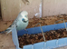 Budgies for sale 7 males