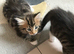 Beautiful playful kittens