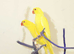 Baby Yellow Ring Neck Talking Parrots,,1
