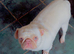 Pink pug