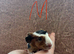 Four Baby Guinea Pigs
