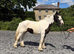 Stunning cob mare