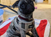 Lovely Male Pug Puppy – 11 Weeks Old